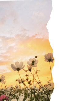 Los colores de la primavera - Adjetivos y concordancia